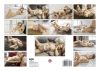 ac8e8e4ff9e1f8206296c1bed93d90fe1dad5c3b.jpg